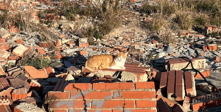 El Solar dels Gats denuncien lentitud en el trasllat dels animals | Solar dels Gats