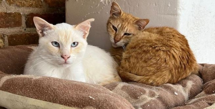 A la ciutat hi ha més de 120 colònies de gats | Cedida