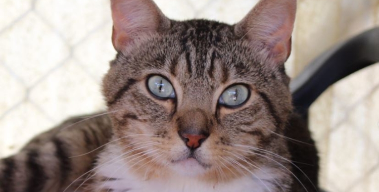 La protectora ha rebut 261 animals nous aquest estiu | Cedida