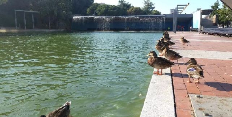 La sequera afecta la flora i la fauna 