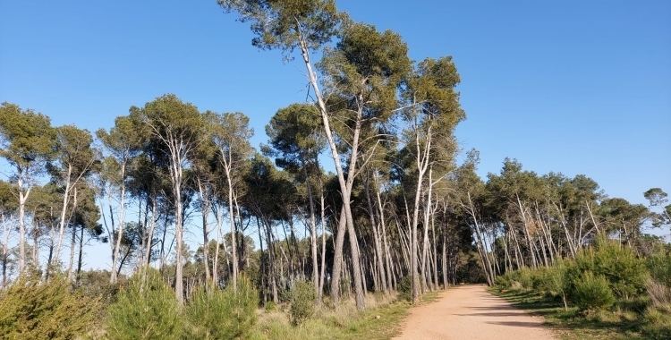 prohibit fer foc al bosc
