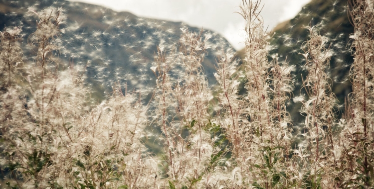 primavera complicada