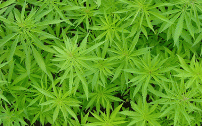 Planta de marihuana | Alexodus