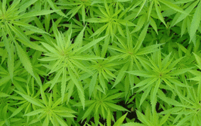 Planta de marihuana | Alexodus