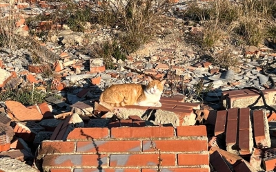 El Solar dels Gats denuncien lentitud en el trasllat dels animals | Solar dels Gats