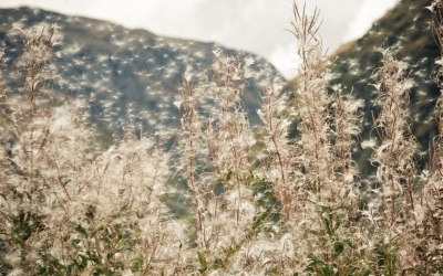 primavera complicada