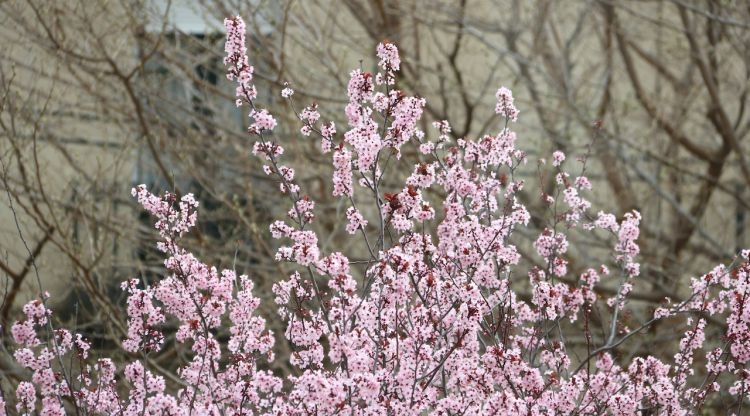 Un arbre florit
