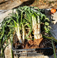 Anem de ruta per anar de calçotada! 